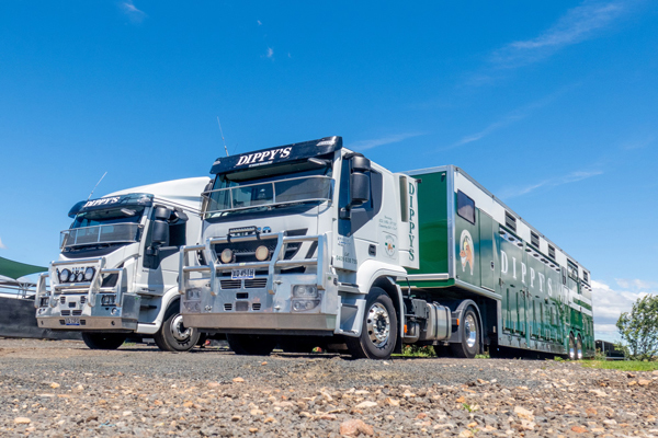It’s horses for courses for Dippy and IVECO